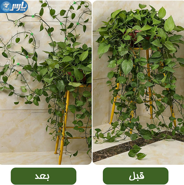 گیره نگهدارنده گیاه پتوس