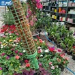 قیم گل و گیاه