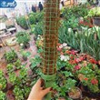 قیم گل همراه با پایه